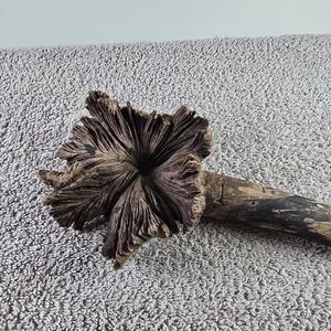 Unique Parasite Wood Or Wood Rose